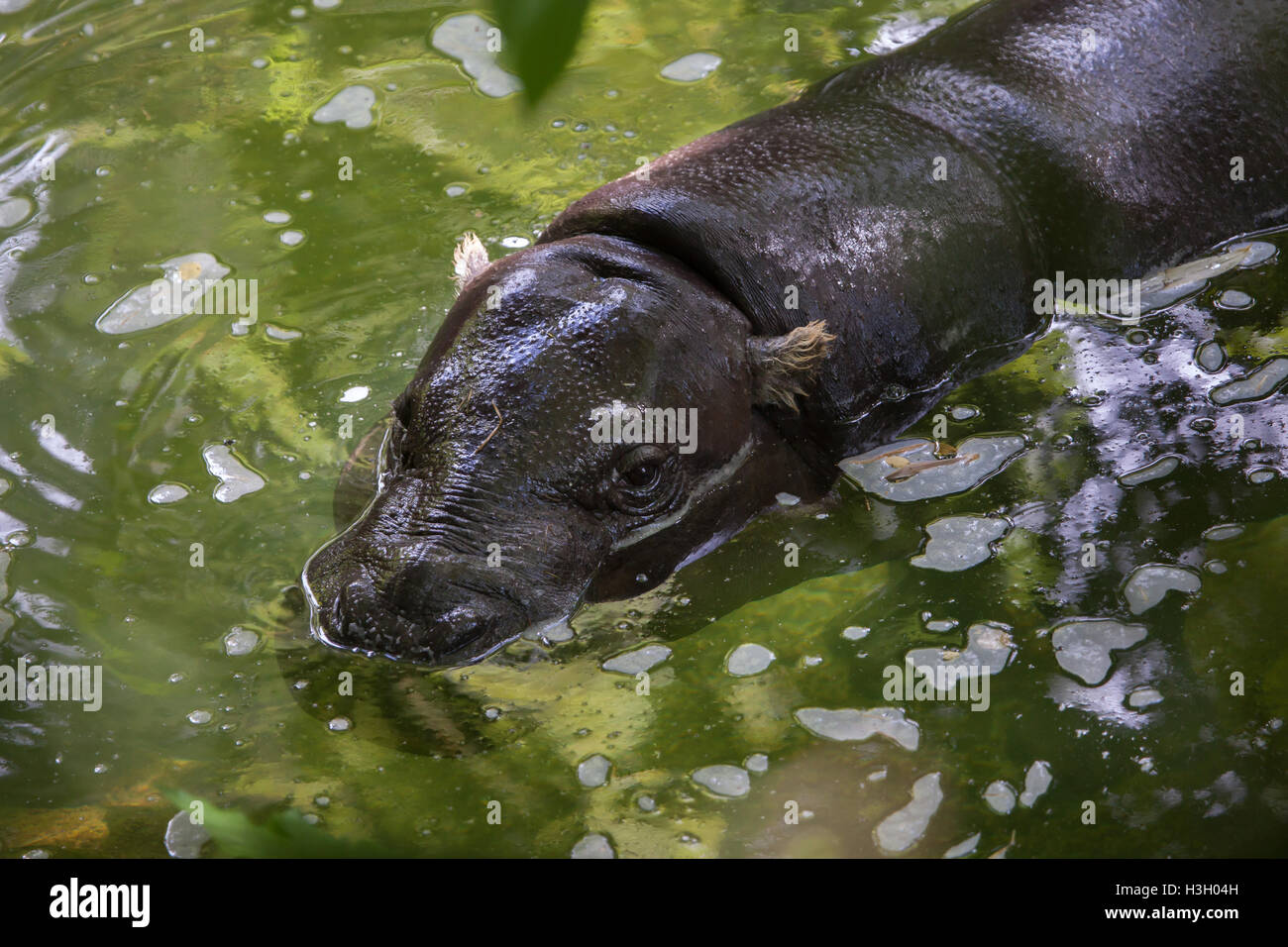 Liberian Hippo Hi res Stock Photography And Images Alamy Liberian Hippo Hi res Stock Photography And Images Alamy