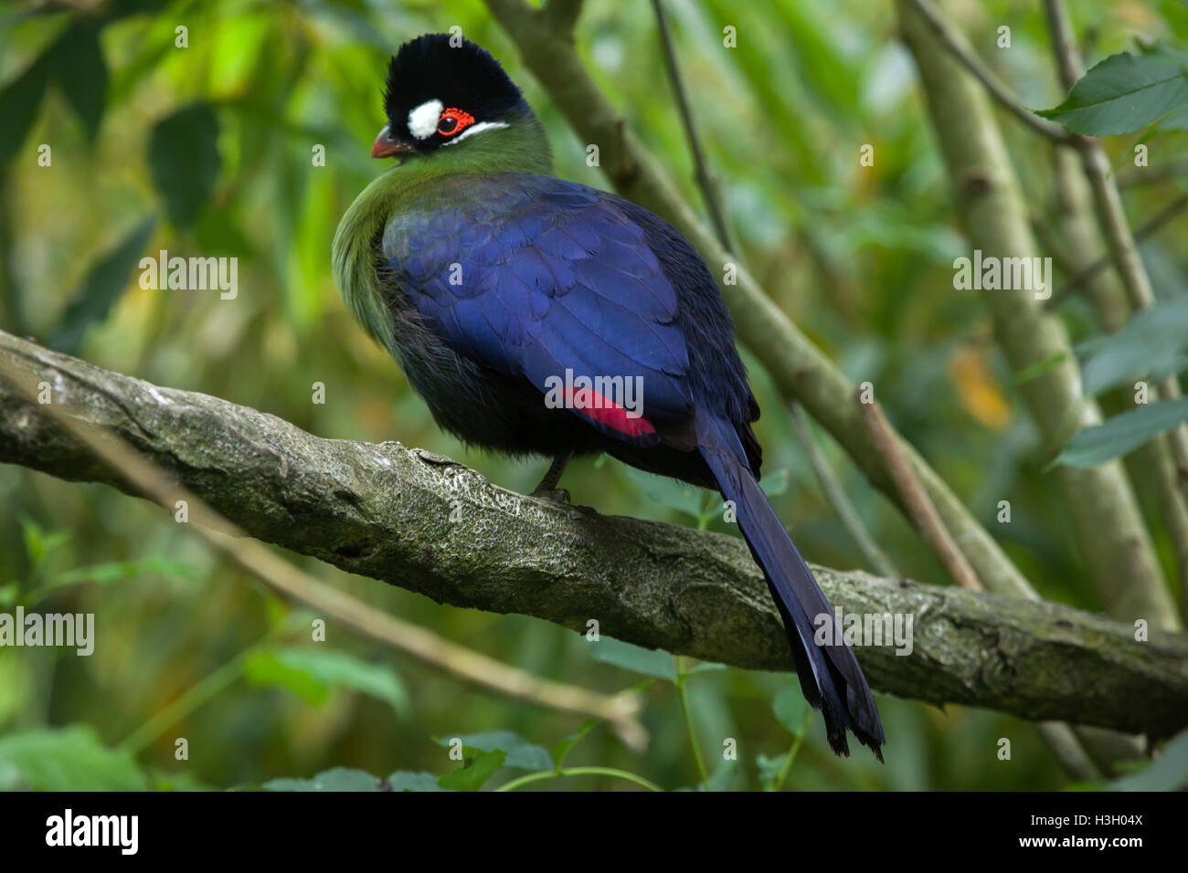 Hartlaub's turaco (Tauraco hartlaubi). Wildlife animal. Stock Photo