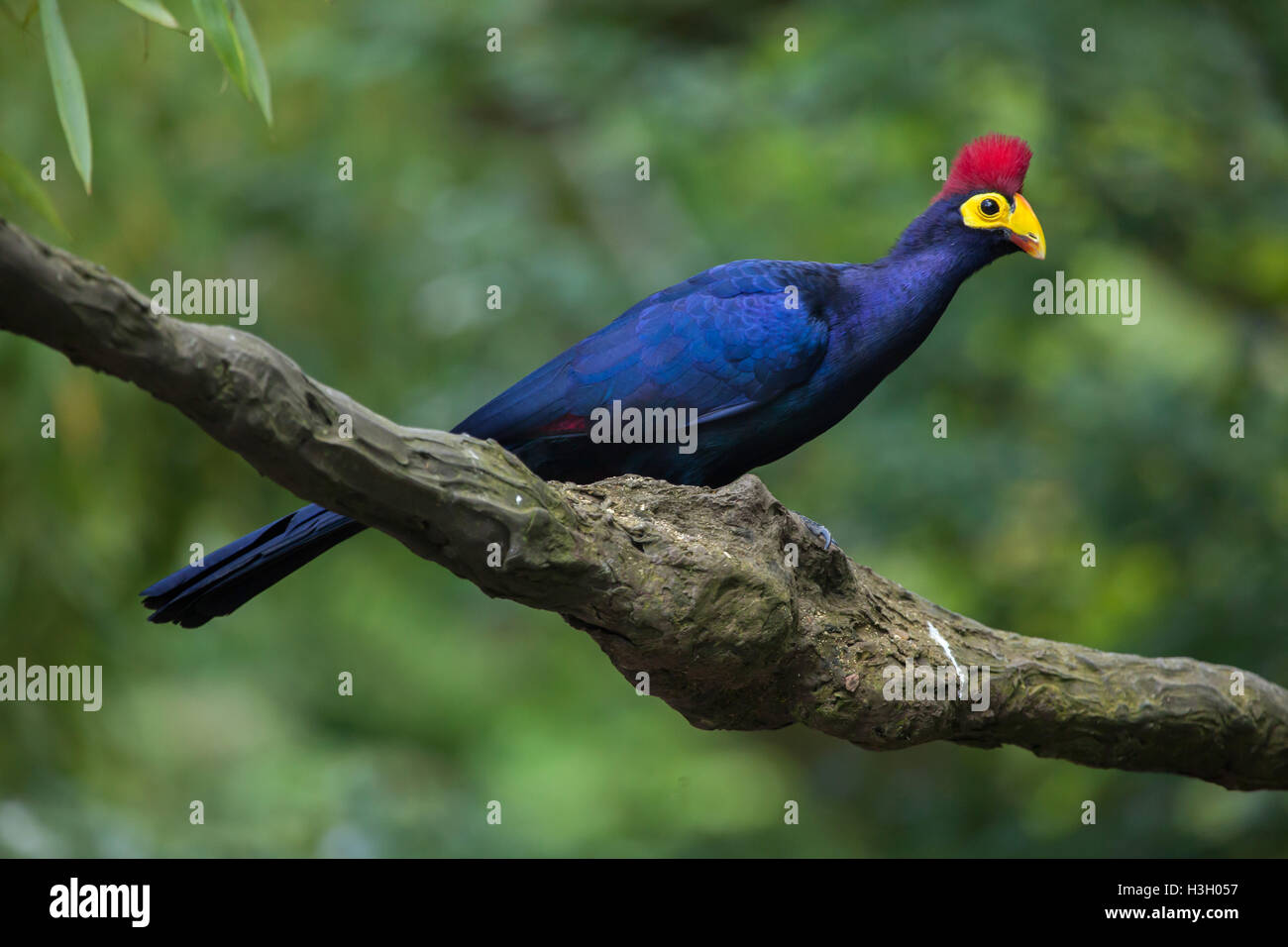 Lady Ross's turaco (Musophaga rossae), also known as the Ross's turaco. Wildlife animal. Stock Photo