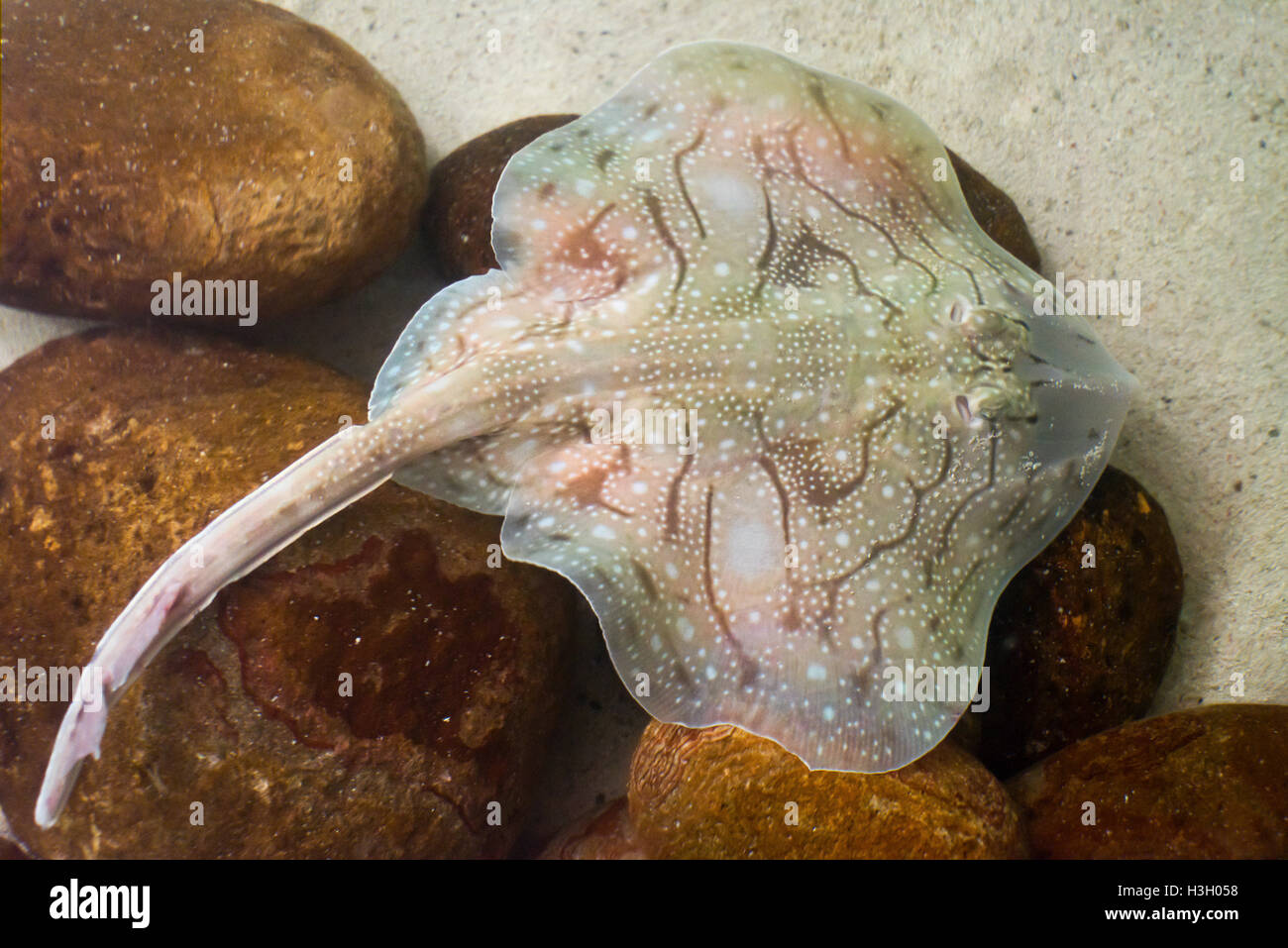 Horizontal close up of a common stingaree in the sea. Stock Photo