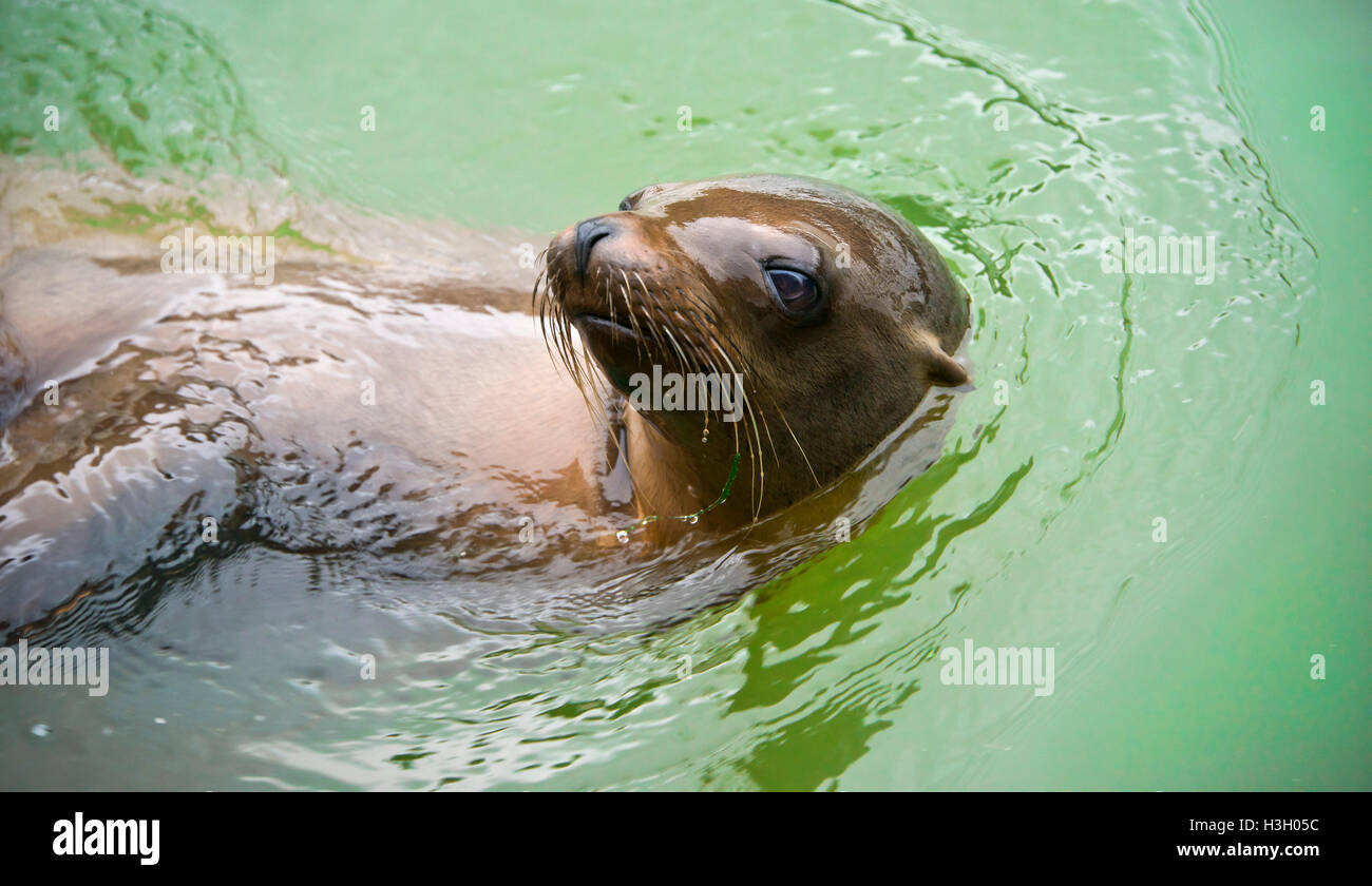 Aug 2016 Horizontal close up of an adult female Californian seal lion. Stock Photo