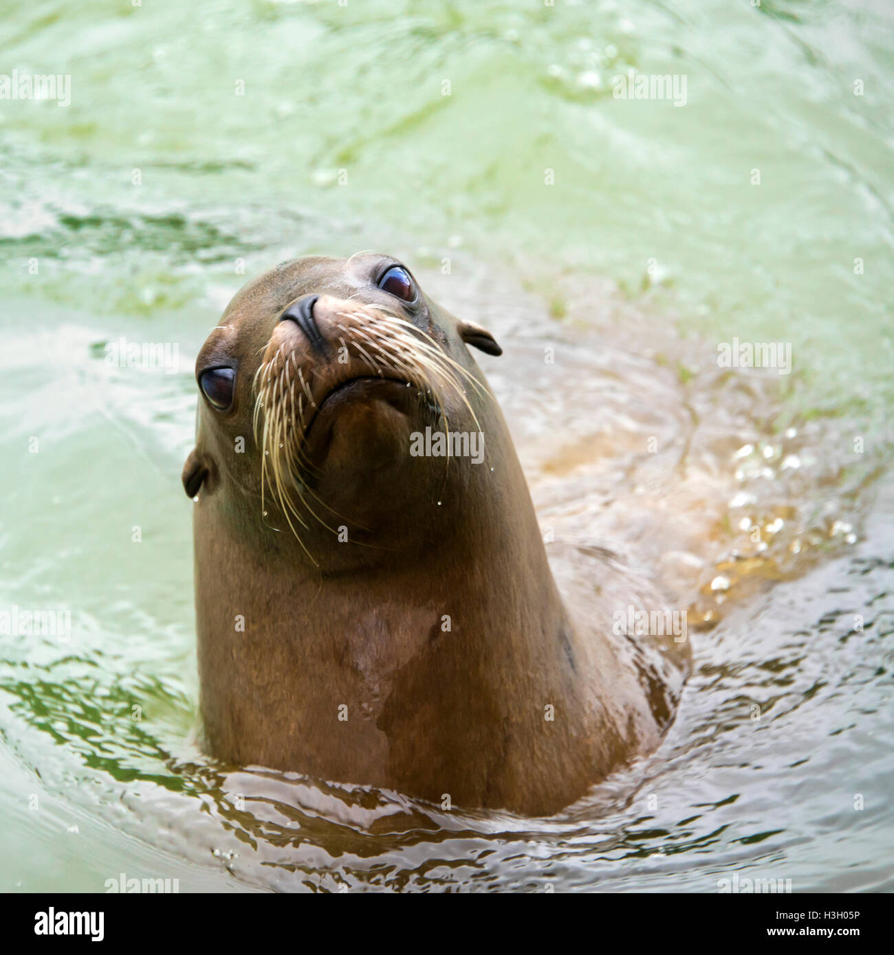 Square close up of a fully grown female Californian seal lion. Stock Photo