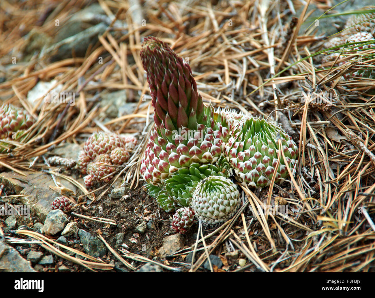 Plant Orostachys spinosus, near lake Baikal,  Russia Stock Photo
