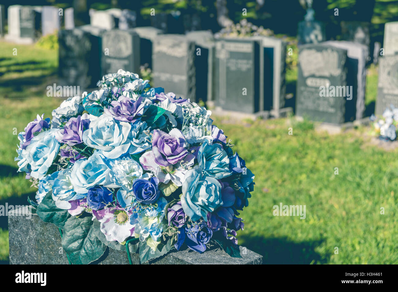 Roses in a cemetery with headstones in the background (faded retro effect) Stock Photo