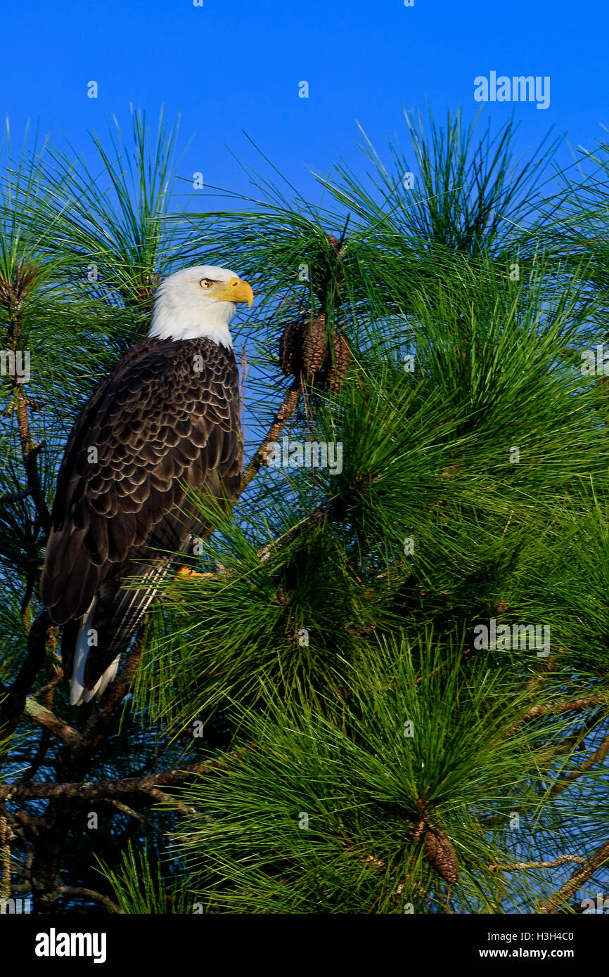 Bald eagle pine tree hires stock photography and images Alamy