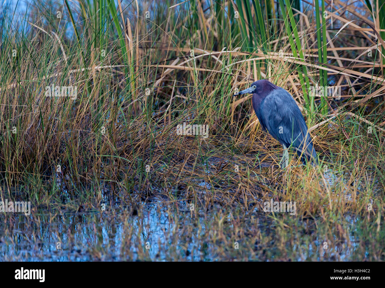 Little Blue Heron Stock Photo