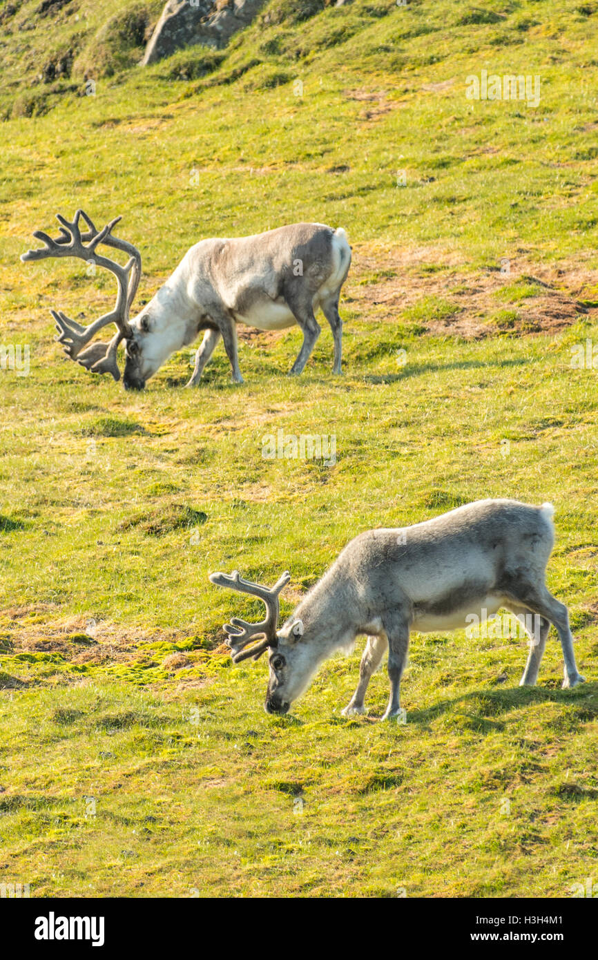 Reindeers, Rangifer tarandus at Dolerittneset, Svalbard, Norway Stock Photo