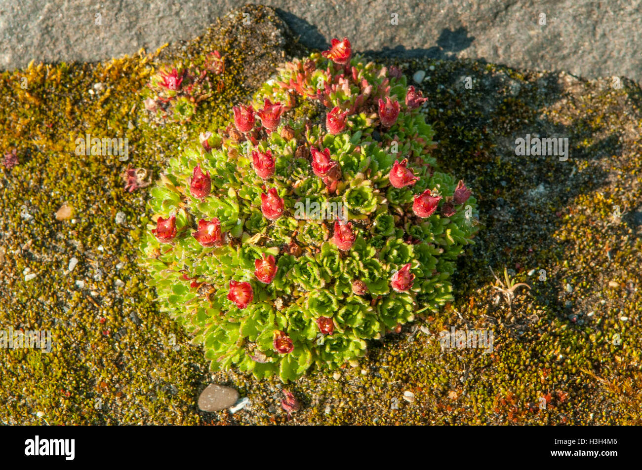 Saxifraga cespitosa, Tufted Saxifrage at Dolerittneset, Svalbard, Norway Stock Photo