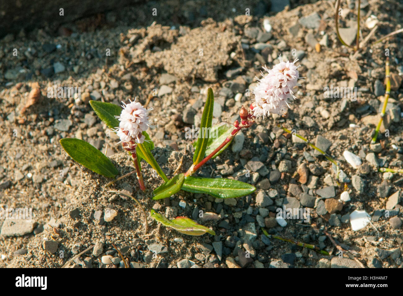Polygonum viviparum, Alpine Biswort at Sundneset, Svalbard, Norway Stock Photo