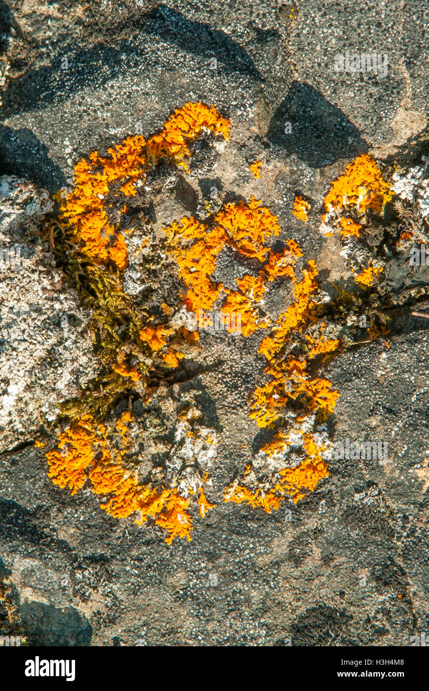Caloplaca elegans Lichen at Sundneset, Svalbard, Norway Stock Photo