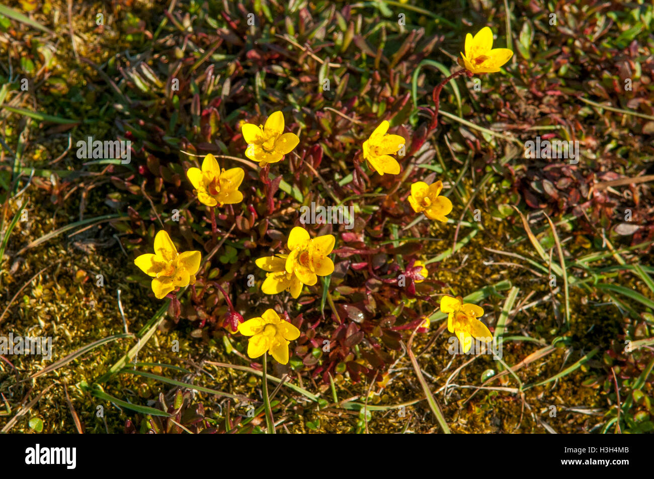 Saxifraga hirculus, Yellow Marsh Saxifrage at Sundneset Stock Photo