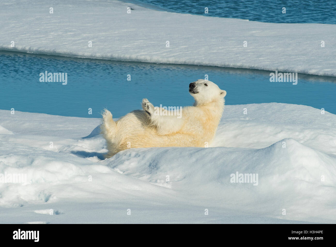 Polar Bear, Ursus maritimus, Itchy Back North of Svalbard, Norway Stock Photo