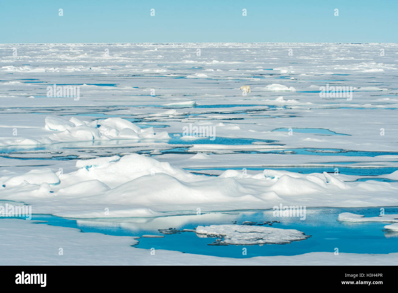 Polar Bear in Distance on Pack Ice in Northern Arctic Stock Photo