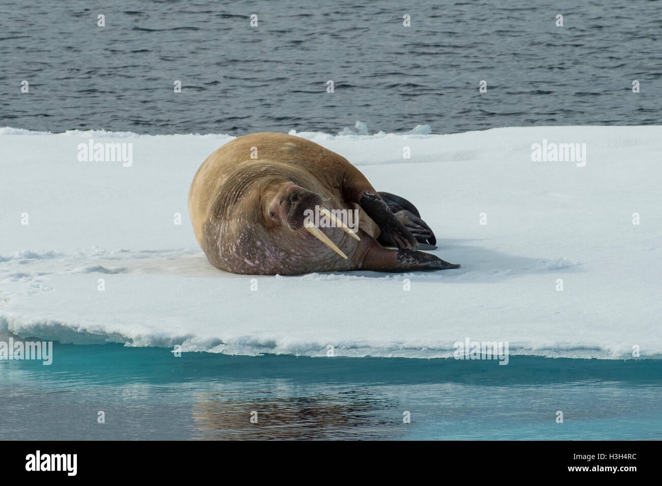 Walrus, Odobenus rosmarus on Pack Ice, North of Svalbard, Norway Stock Photo