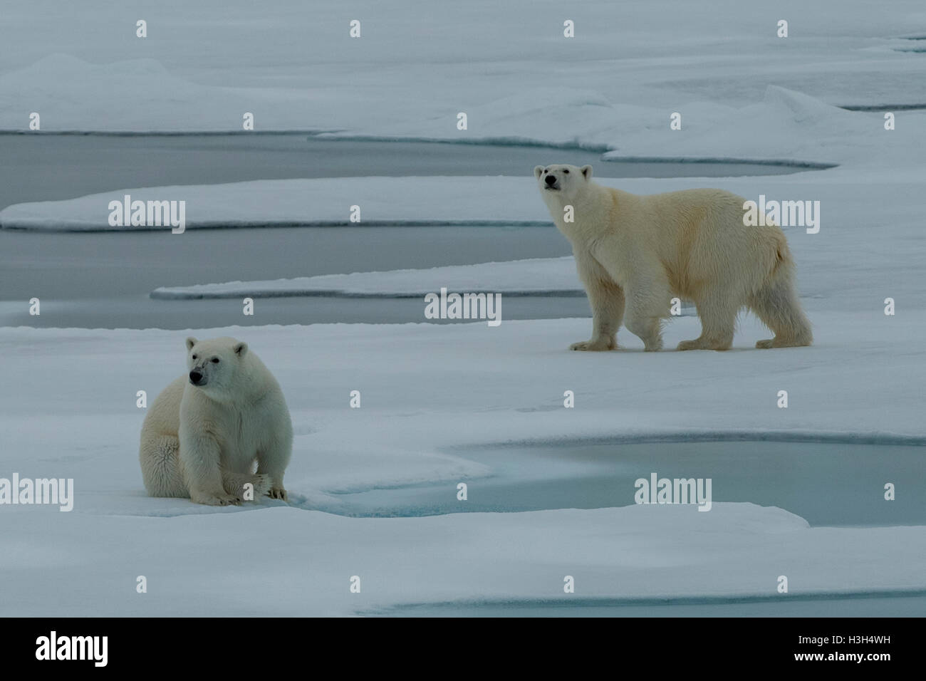 Two Polar Bears, Ursus maritimus on Pack Ice near Svalbard, Norway Stock Photo