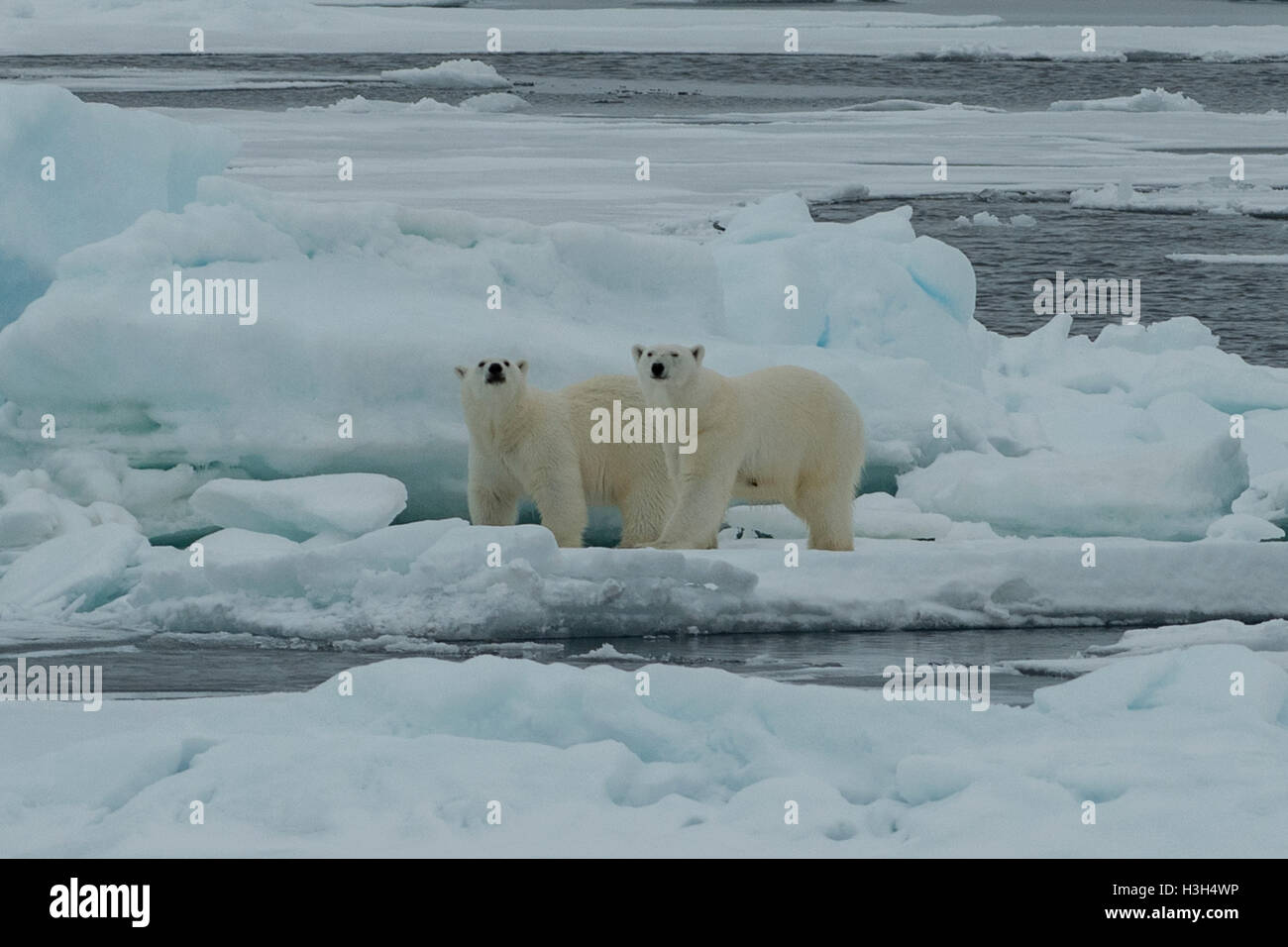 Two Polar Bears, Ursus maritimus on Pack Ice near Svalbard, Norway Stock Photo