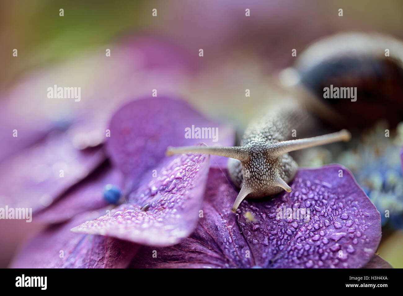 Large Garden Snail in Summer crawling on hortensia flowers with water