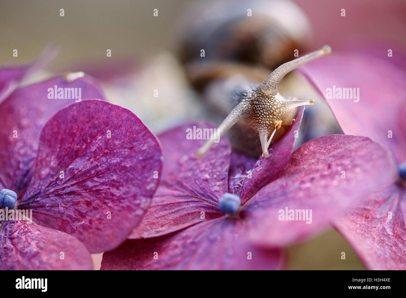 Large Garden Snail in Summer crawling on hortensia flowers with water