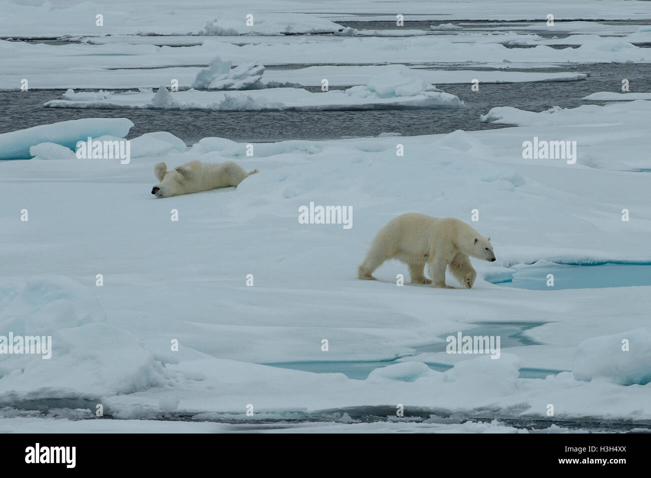 Two Polar Bears, Ursus maritimus on Pack Ice near Svalbard, Norway Stock Photo