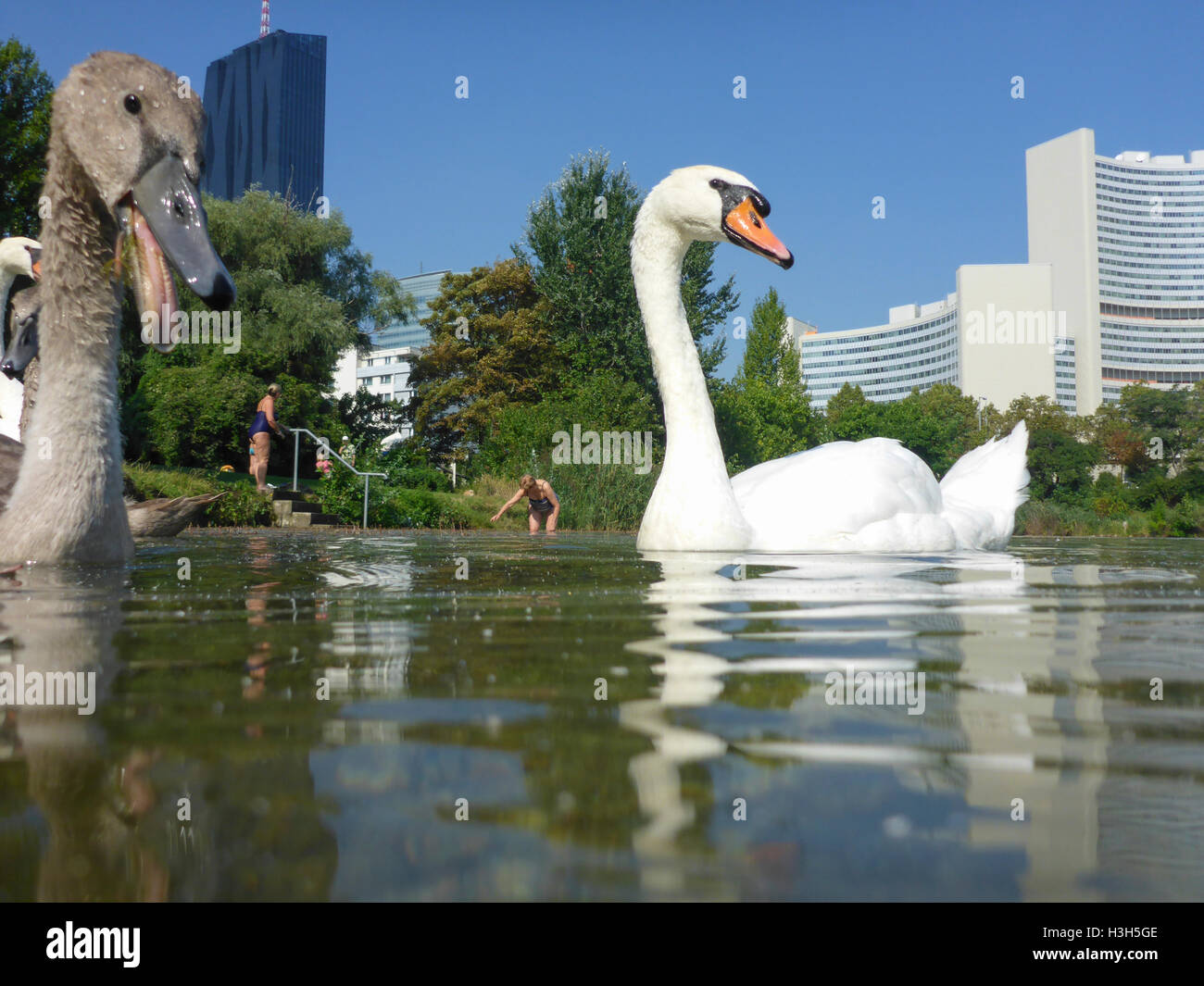 Wien, Vienna: family mute swan cygnets (Cygnus olor) at lake Kaiserwasser, people bathing, Vienna International Center (UNO), 22 Stock Photo
