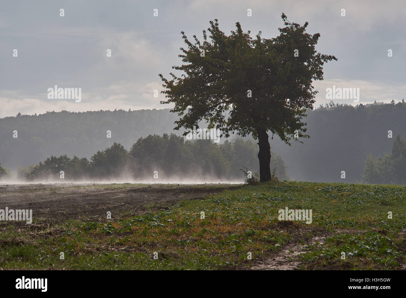 Morning Rising Mist Morning mist rising in hi-res stock photography and images - Alamy