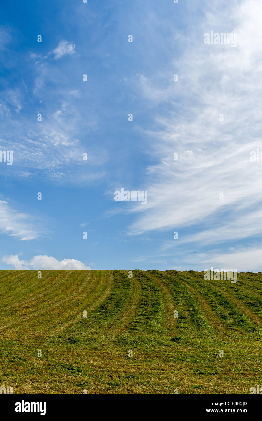 A field of cut grass waiting to be bailed for silage in West Cork, Ireland. Stock Photo