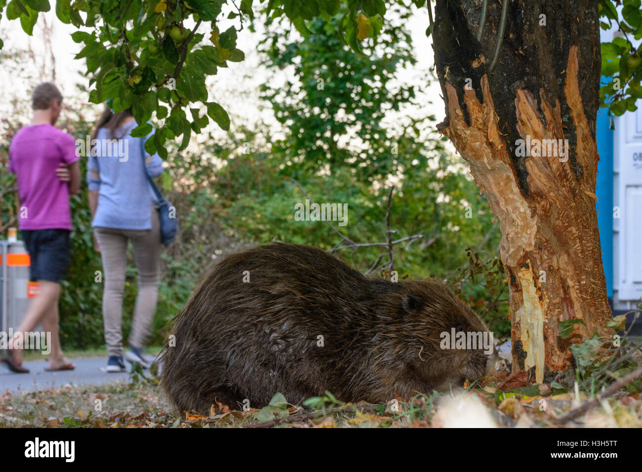 Wien, Vienna: Eurasian European beaver (Castor fiber) fell felling tree close to footpath at Alte Donau (Old Danube), passing pe Stock Photo