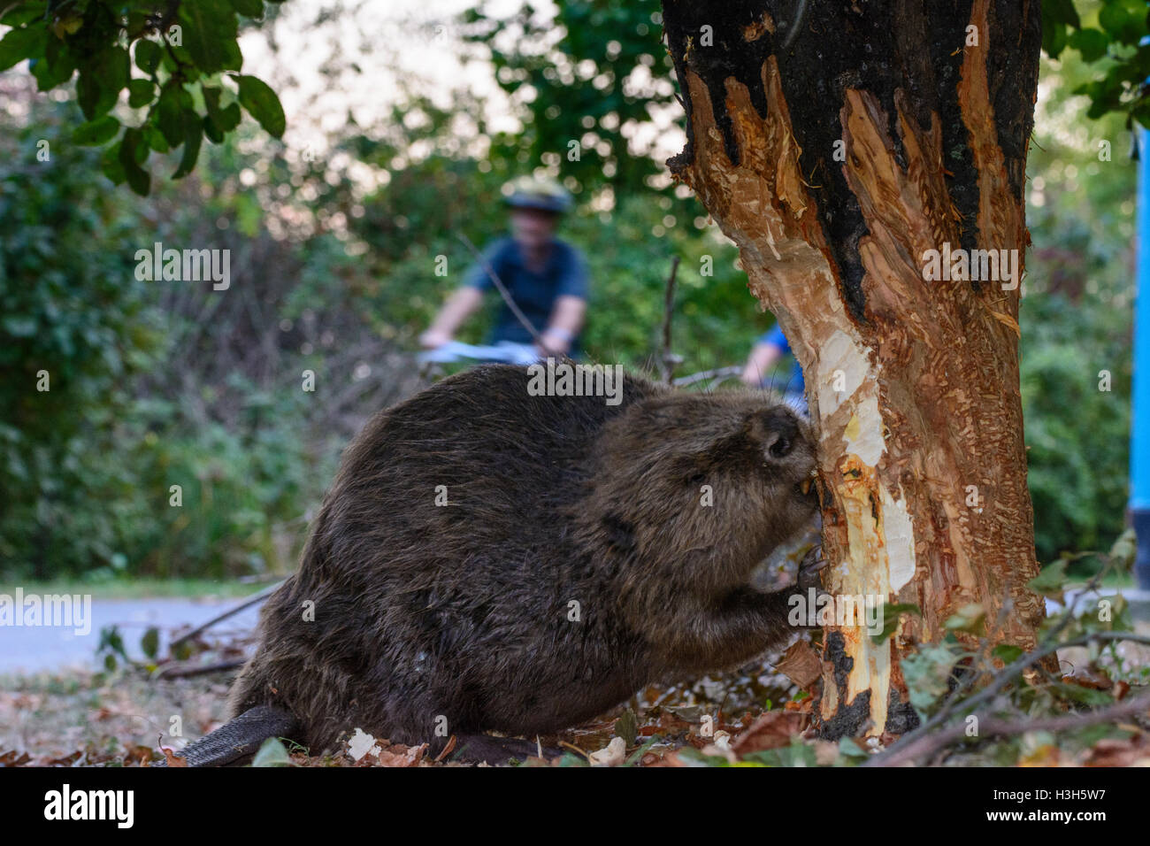 Wien, Vienna: Eurasian European beaver (Castor fiber) fell felling tree close to footpath at Alte Donau (Old Danube), passing cy Stock Photo