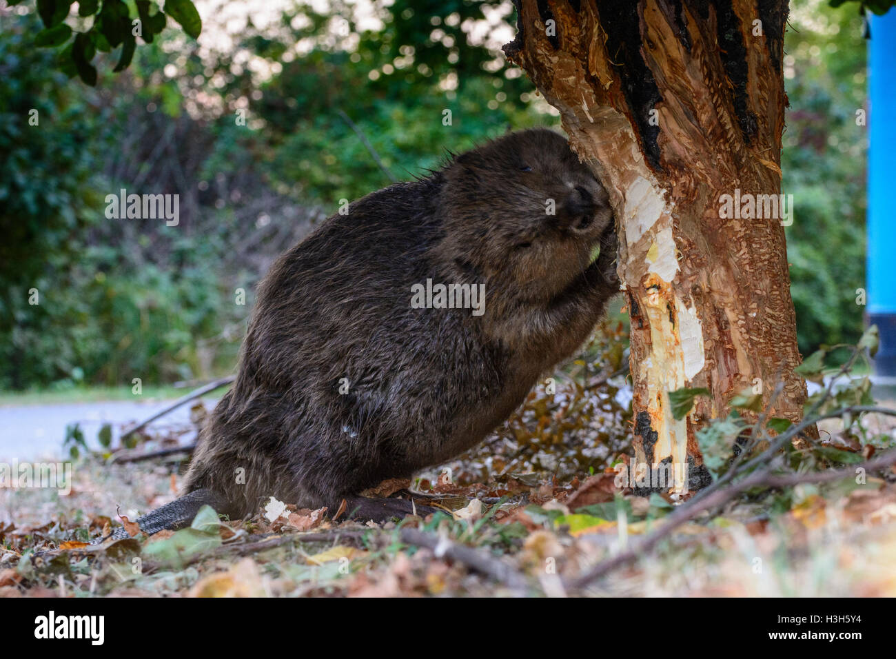 Wien, Vienna: Eurasian European beaver (Castor fiber) fell felling tree close to footpath at Alte Donau (Old Danube), 22., Wien, Stock Photo