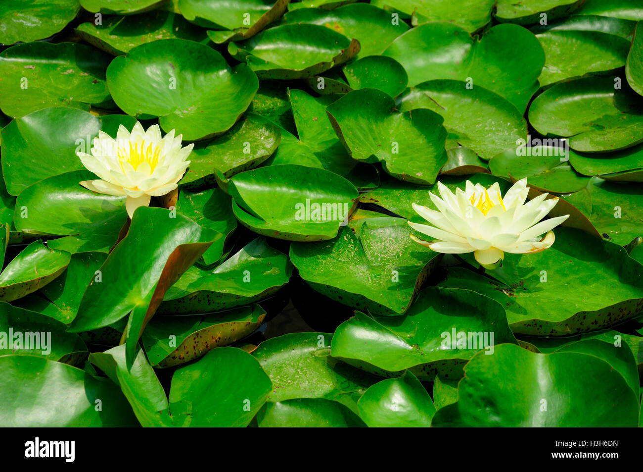Yellow water lilies blooming on top of lily pads in a small pond Stock