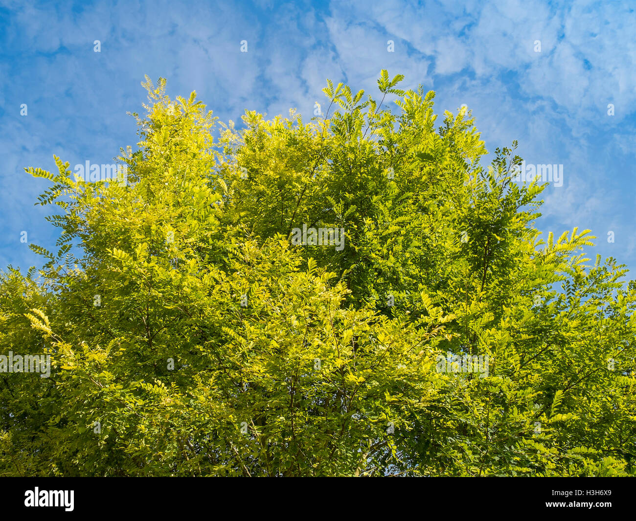 Sunlight shining through Acacia tree leaves - France. Stock Photo