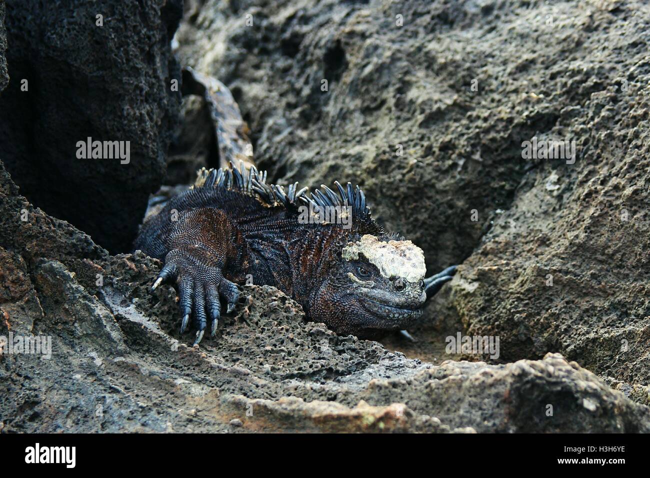 A Galapagos land iguana in between some rocks. Stock Photo