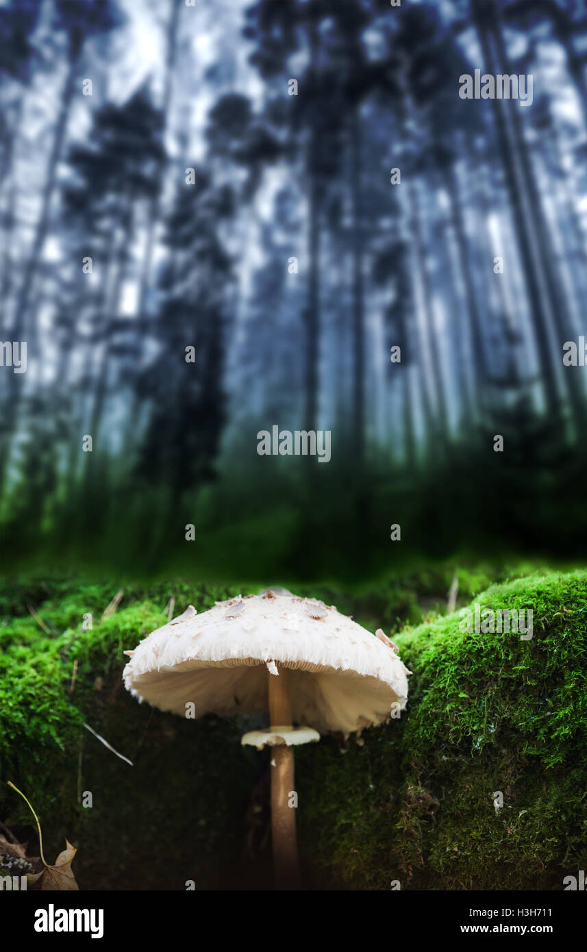 Parasol mushroom grows in dark blue forest. Macrolepiota procera or Lepiota procera fungus Stock Photo