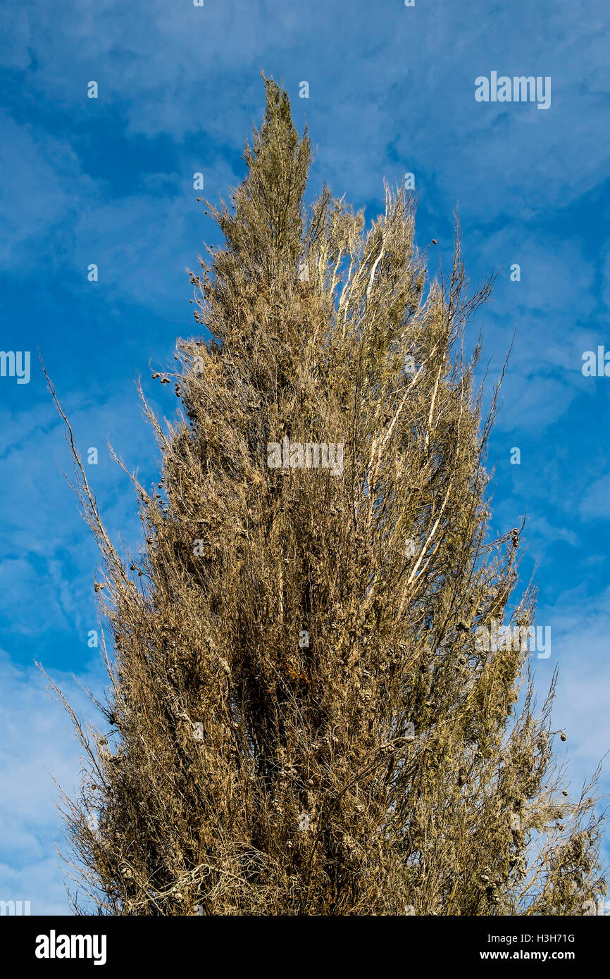 Dead cypress hires stock photography and images Alamy