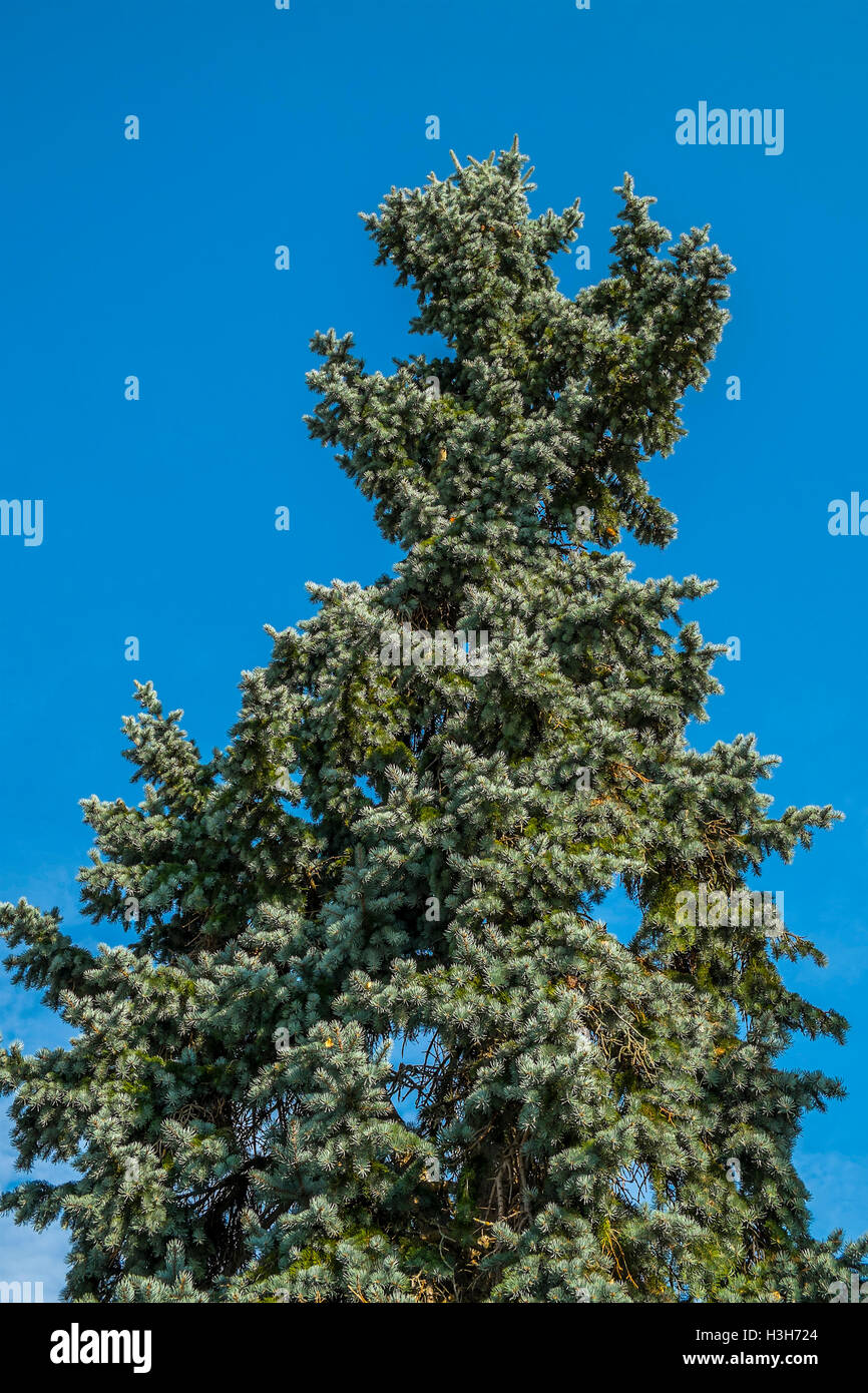 Tall fir tree France Stock Photo Alamy