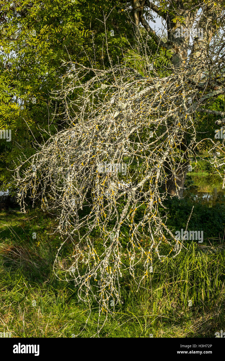 Moss and lichen covered dead tree branches - France. Stock Photo