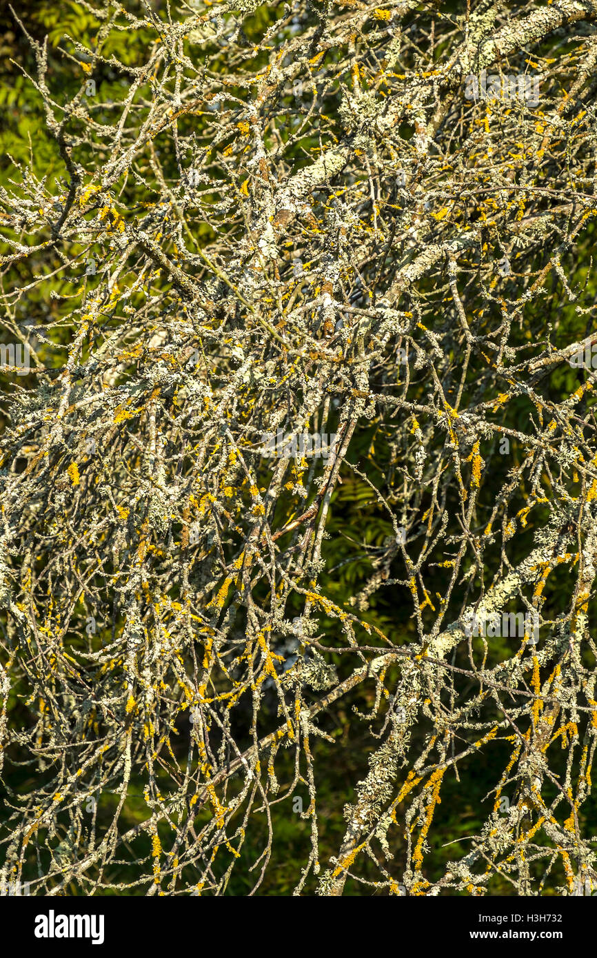 Moss and lichen covered dead tree branches - France. Stock Photo