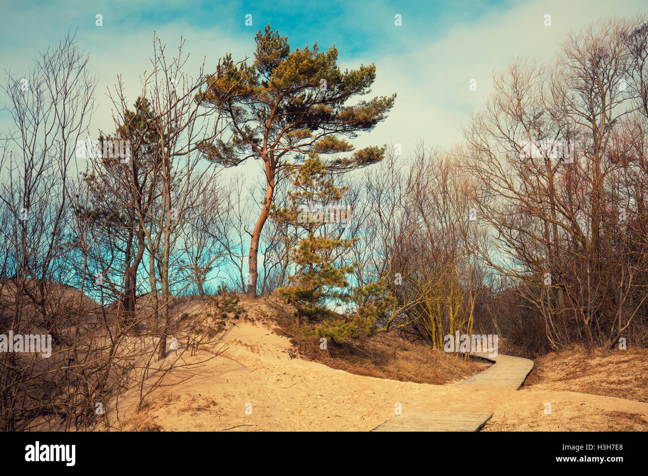 Beautiful nature. Sandy dune with trees in autumn Stock Photo
