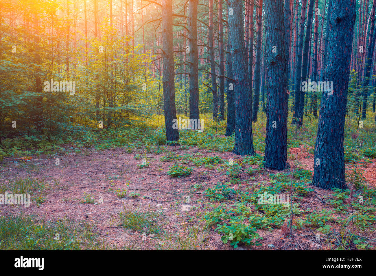 Pine forest in the morning Stock Photo - Alamy