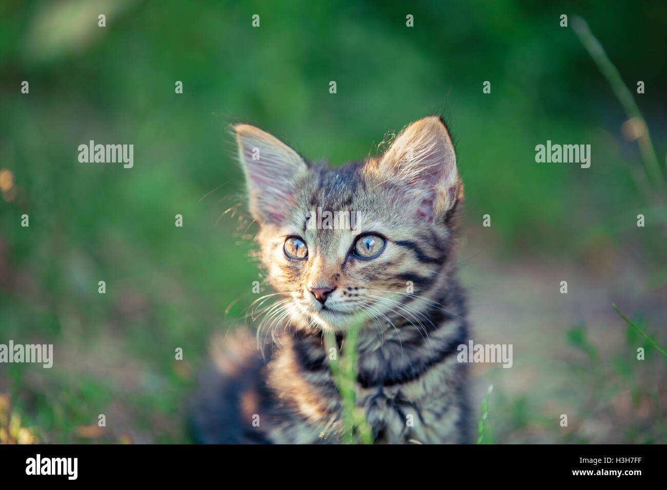 Kitten walking in the garden Stock Photo - Alamy