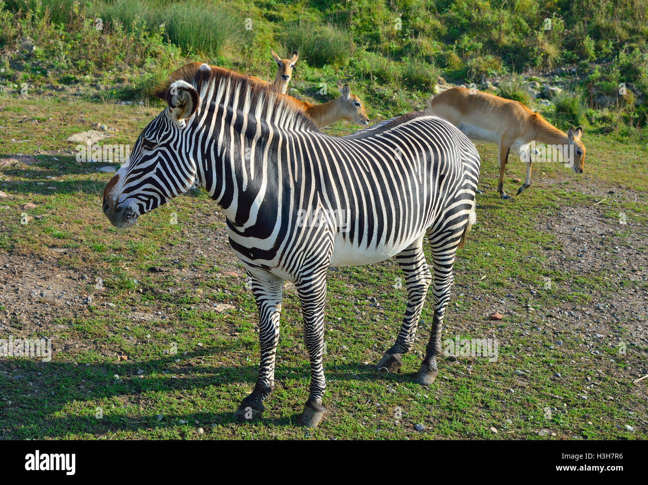 Animal park hires stock photography and images Alamy