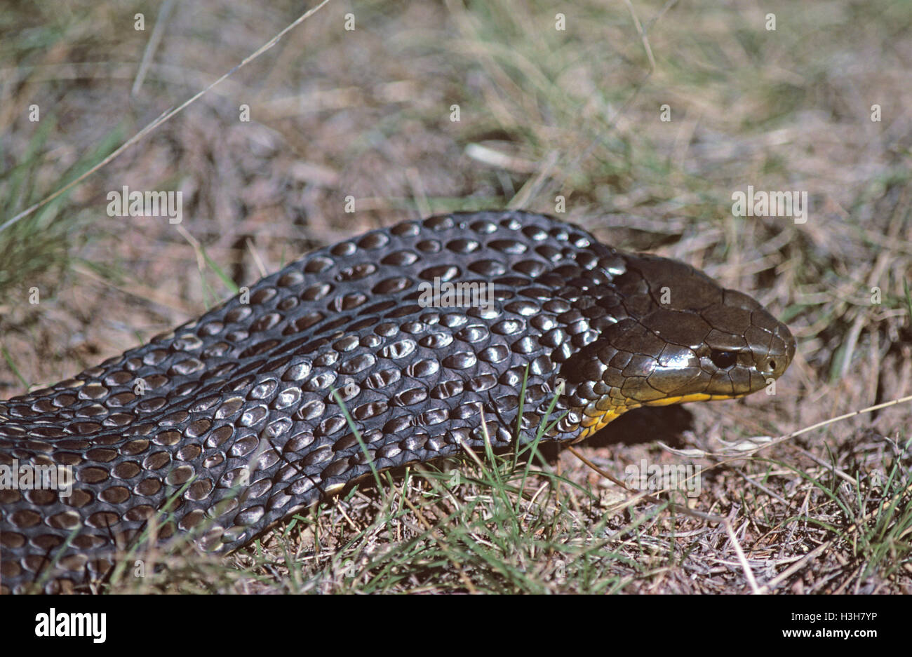Tiger snake (Notechis scutatus) Stock Photo