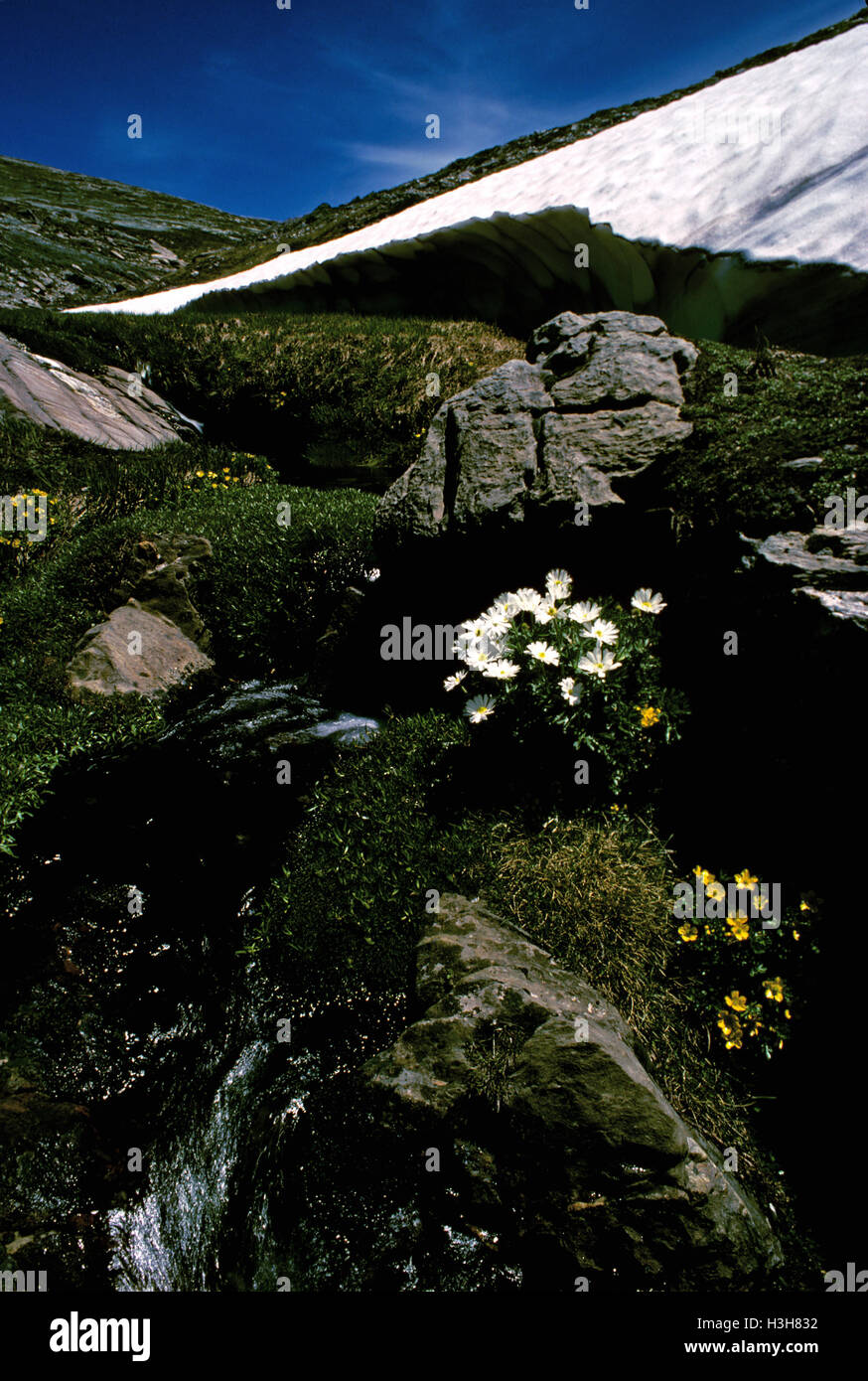 Receding ice drift and Anemone buttercups (Ranunculus anemoneus) Stock Photo