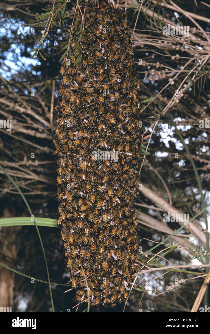 Western honey bee (Apis mellifera) Stock Photo