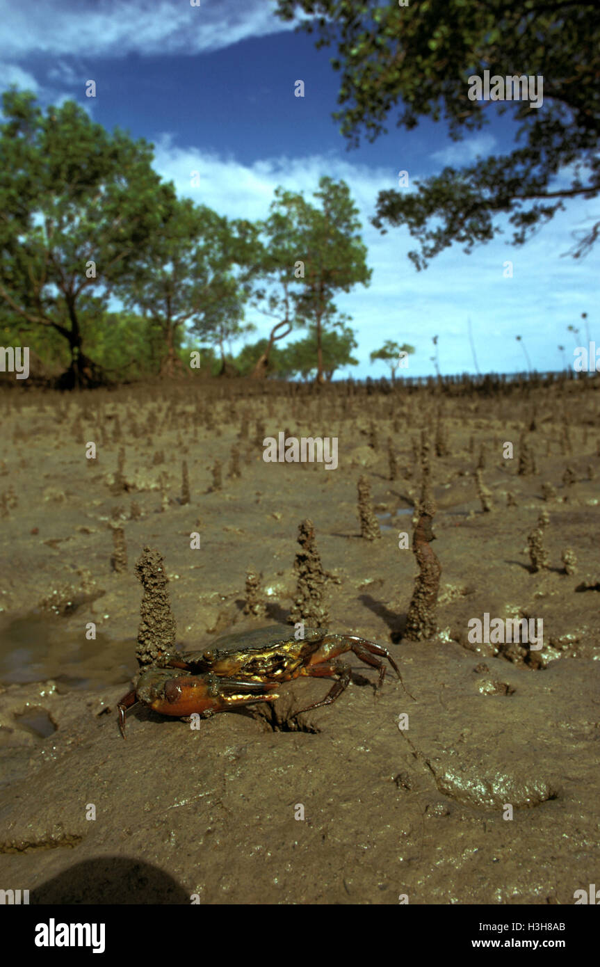 Mangrove crab (Scylla serrata) Stock Photo