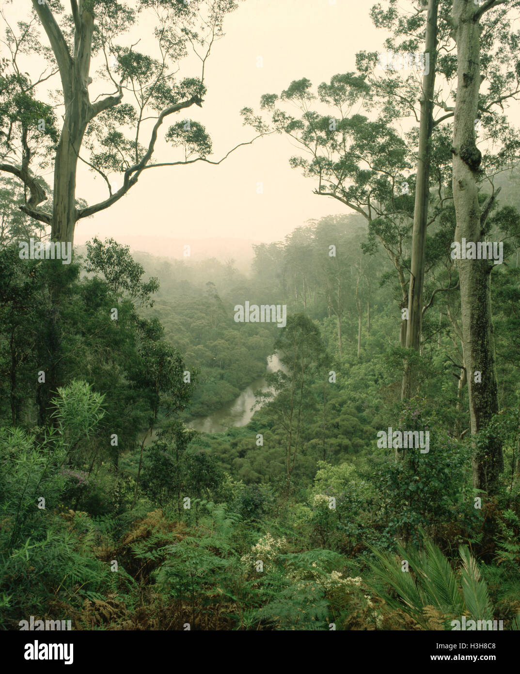 Forest of Karri (Eucalyptus diversicolor) Stock Photo