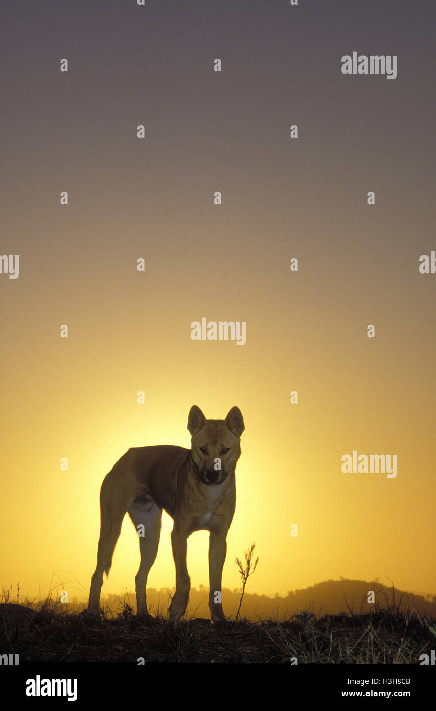 Dingo (Canis dingo Stock Photo Alamy