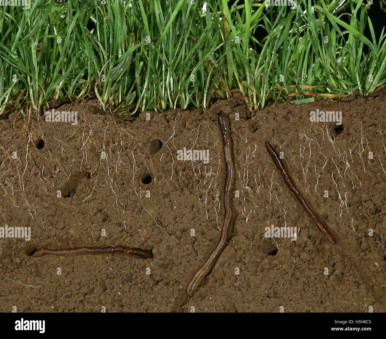 Earthworms (fam. Lumbricidae) Stock Photo