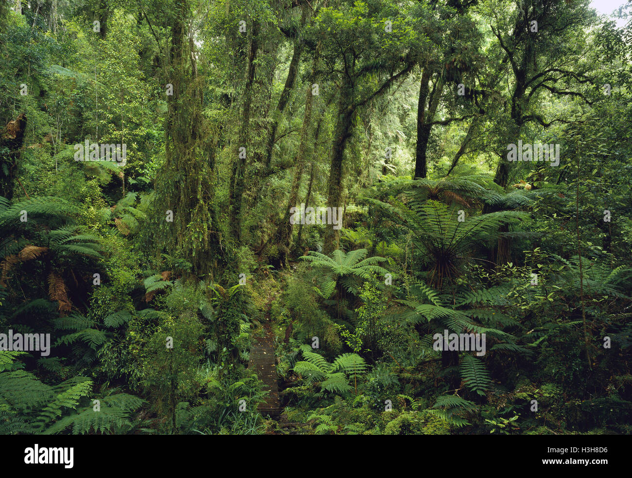Rainforest along the Ngai-Tahu Track Stock Photo
