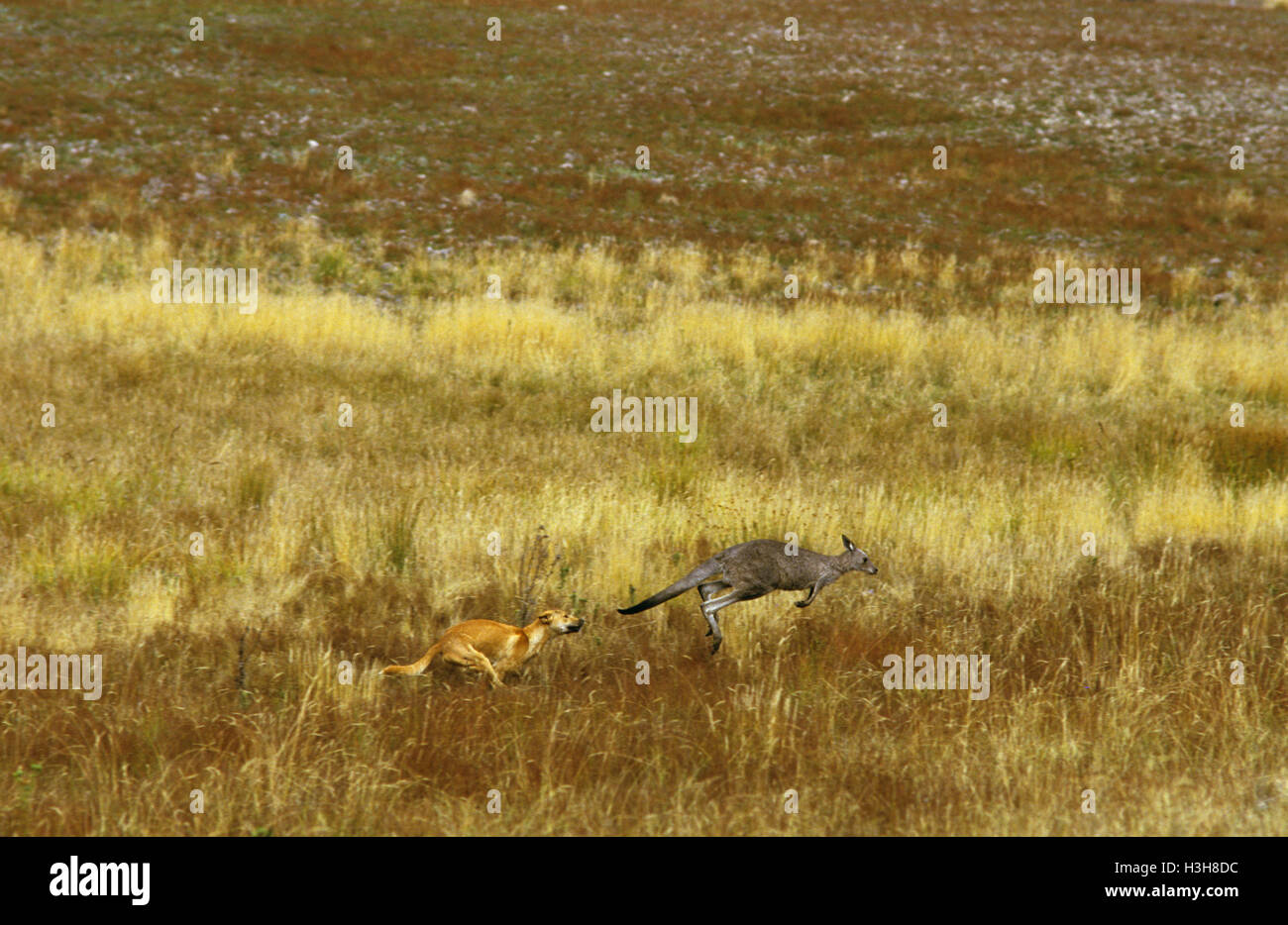 Dingo (Canis dingo Stock Photo Alamy